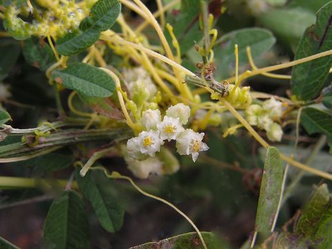   Cuscuta Chinensis Extract    